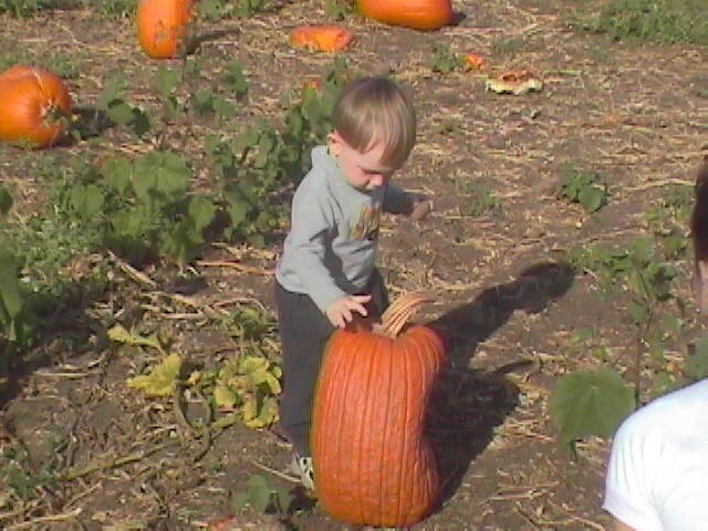 Pumpkinpatch6